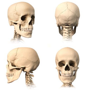 Human skull, four views. clipart