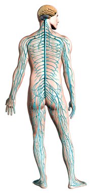 Human nervous system diagram. clipart