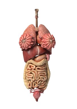 Photorealistic 3D rendering, of Female full internal organs, fro