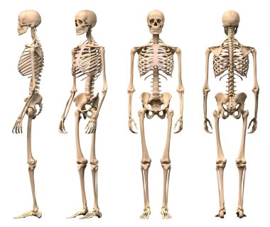 Male Human skeleton, four views, front, back,side and perspectiv clipart