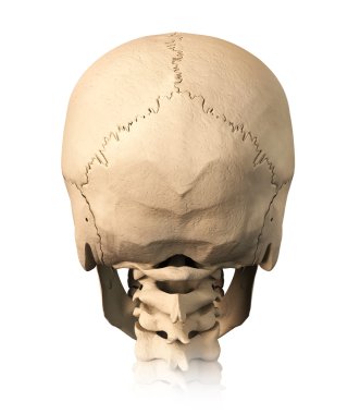 Human skull, back view. clipart
