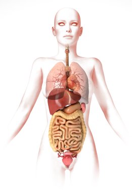 kadın vücut, iç organlar. Anatomy görüntü, stilize bir görünüm.
