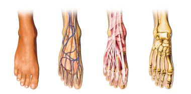 Human foot anatomy cutaway representation. clipart