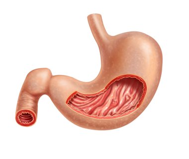 Stomach human cross section. clipart