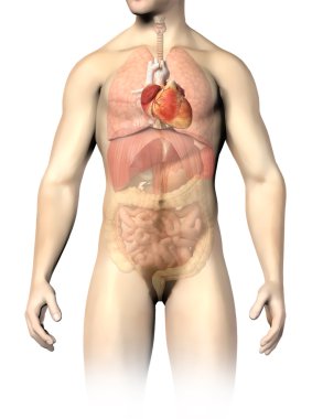 Man anatomy internal organs, with the heart spotted. Clipping pa