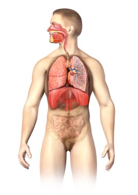 Man anatomy Respiratory system cutaway. clipart