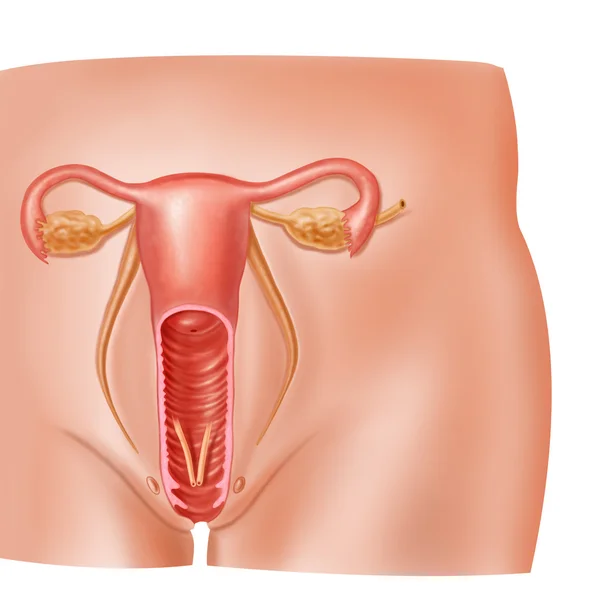 Sección transversal del sistema reproductor femenino de anatomía —  Fotos de Stock