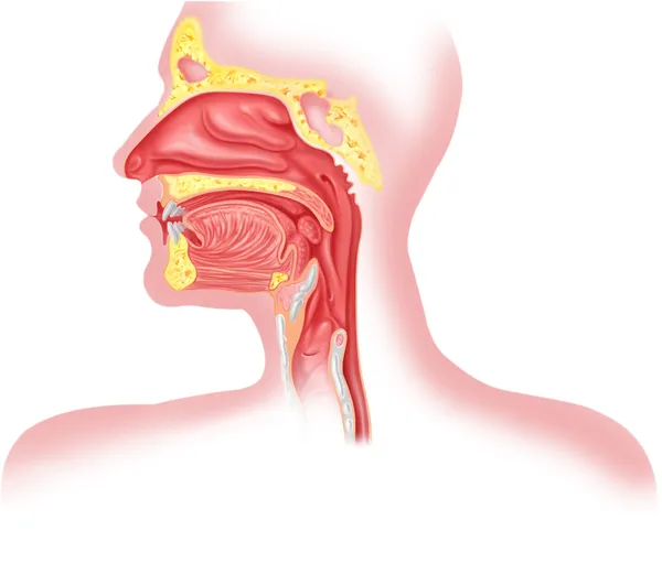 Human respiratory system cross section, head part. — Stock Photo, Image