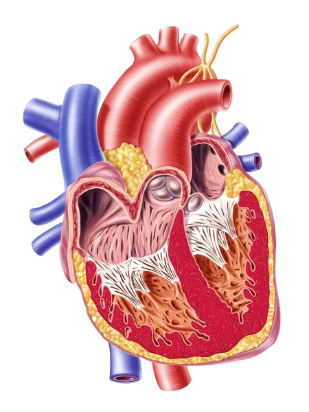 Sección transversal del corazón humano . —  Fotos de Stock