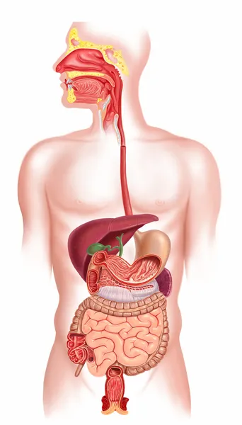 Sezione trasversale del sistema digestivo umano — Foto Stock