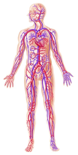 人类 circolatory 系统截面 — 图库照片