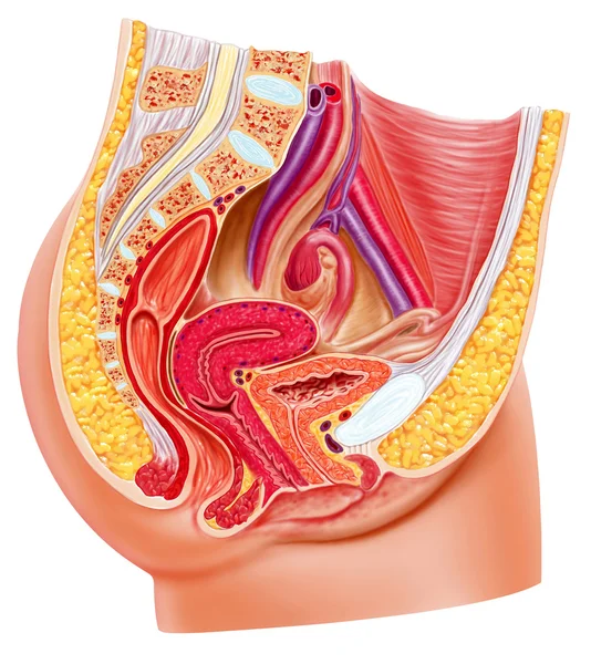 Anatomia układu rozrodczego kobiet, przekrój. — Zdjęcie stockowe