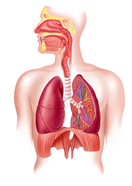 Coupe transversale complète du système respiratoire humain . — Photo