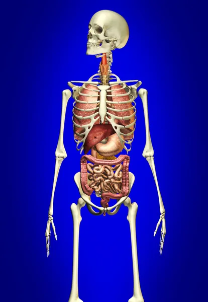 Man skeleton with internal organs — Stock Photo, Image