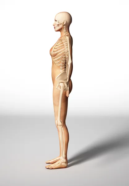 Naked woman body, side view, with bone skeleton. — Stock Photo, Image