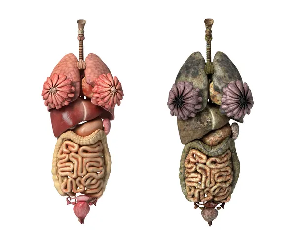 Fotorealistische 3d rendering, van vrouwelijke volledige interne organen, fro — Stockfoto