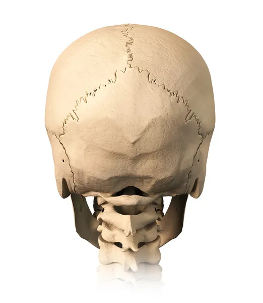 Human skull, back view. — Stock Photo, Image