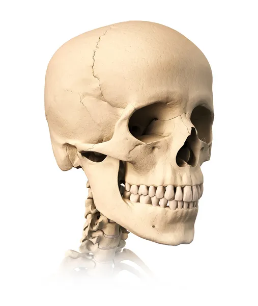 Human skull. — Stock Photo, Image