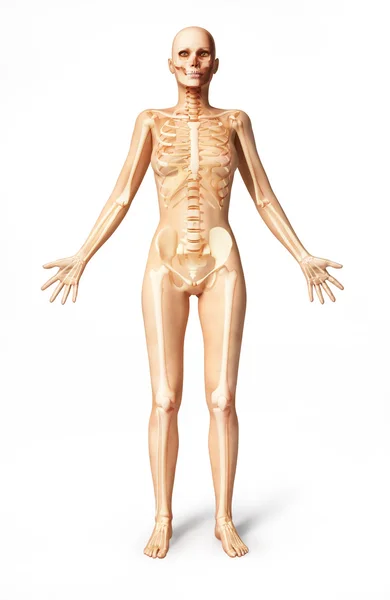 Naken kvinna kropp, framifrån, med ben skelett. — Stockfoto