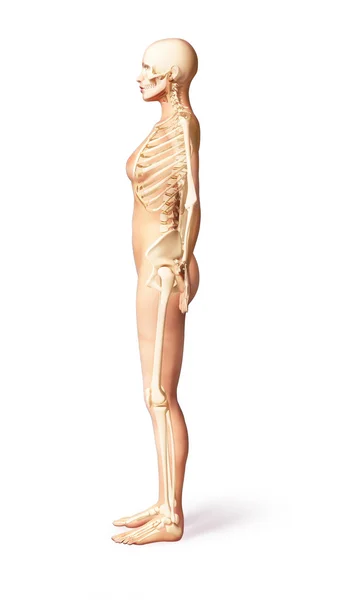 Corpo de mulher nua, vista lateral, com esqueleto ósseo . — Fotografia de Stock