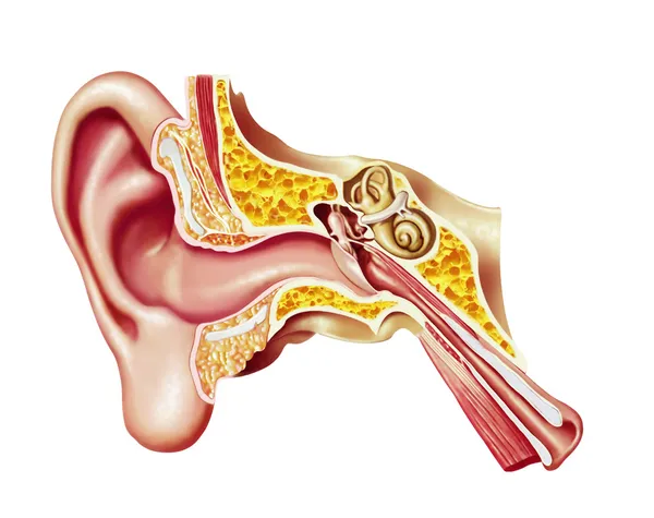 Diagramma cutaway orecchio umano . — Foto Stock