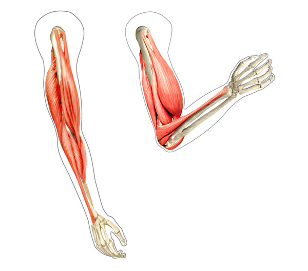 Диаграмма анатомии рук человека, показывающая кости и мышцы во время сгибания
