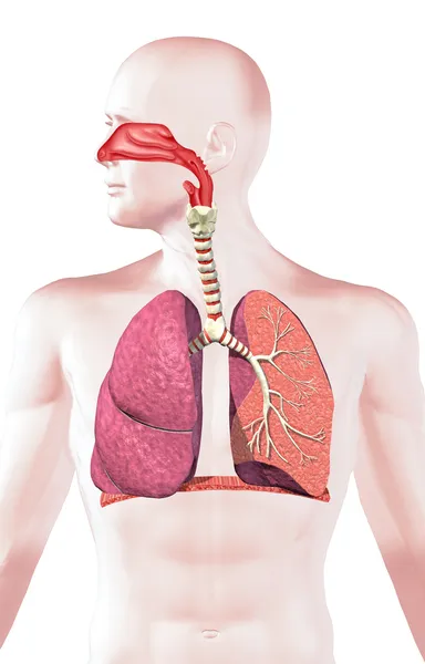 Sistema respiratorio humano, sección transversal . — Foto de Stock