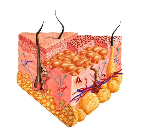 Diagrama de corte de pele humana, com vários detalhes . — Fotografia de Stock