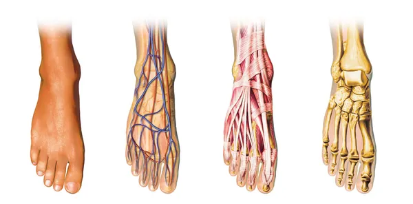 Representación de corte de anatomía del pie humano . —  Fotos de Stock