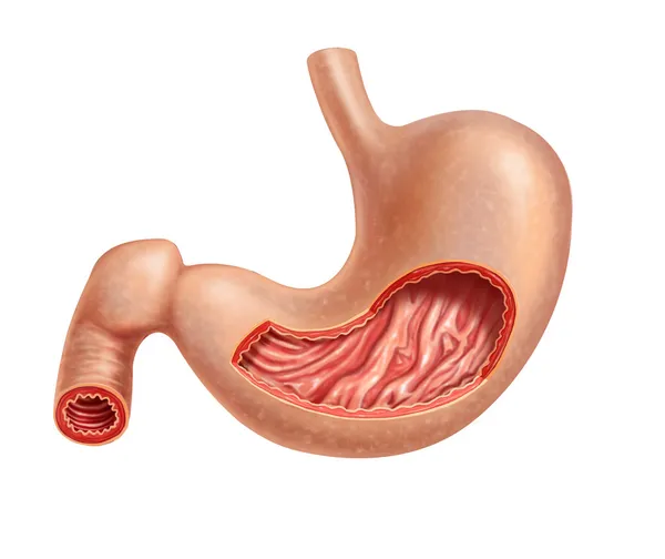 Sección transversal del estómago humano . —  Fotos de Stock