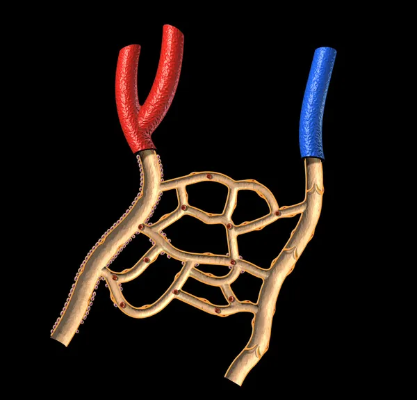 Human veins and arteries cutaway diagram, on black background, w — Stock Photo, Image