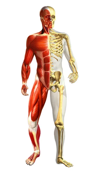 Ilustración anatomía del hombre con medio esqueleto y medio muscular —  Fotos de Stock