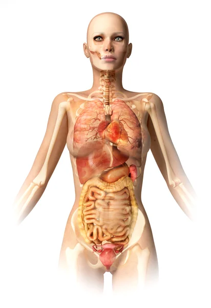 Woman body, with bone skeleton and all interior organs. — Stock Photo, Image