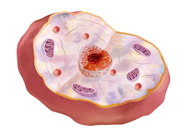 Menselijke cel, anatomie afbeelding. — Stockfoto