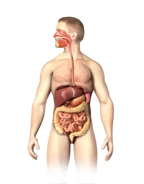 Mann Anatomie Verdauungssystem Cutaway. — Stockfoto