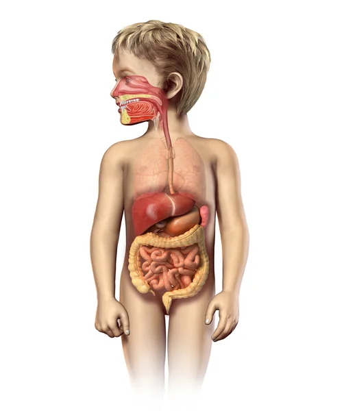 Anatomie de l'enfant coupe complète du système digestif . — Photo