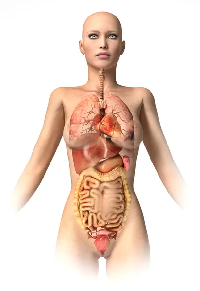 Woman body with interior organs superimposed. — Stock Photo, Image