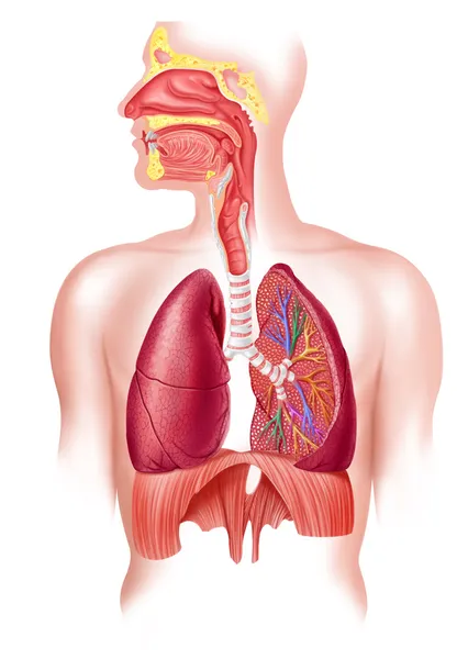 인간의 전체 호흡 시스템 크로스 섹션. 로열티 프리 스톡 이미지