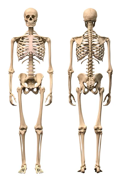 Férfi emberi csontváz, két nézet, elöl és hátul. Jogdíjmentes Stock Képek