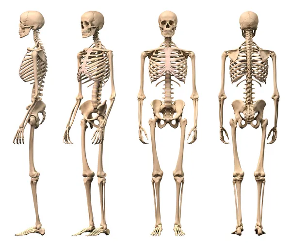 Férfi emberi csontváz, négy nézetek, első, hátsó, oldalsó és perspectiv Stock Kép