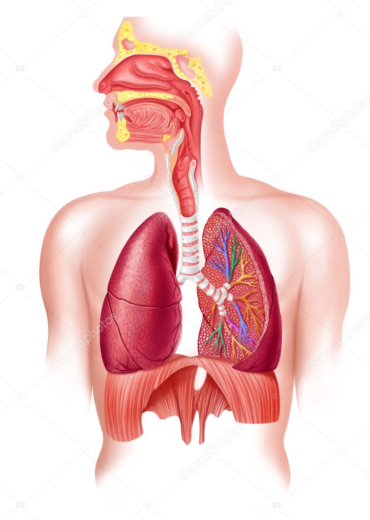 Human full respiratory system cross section.