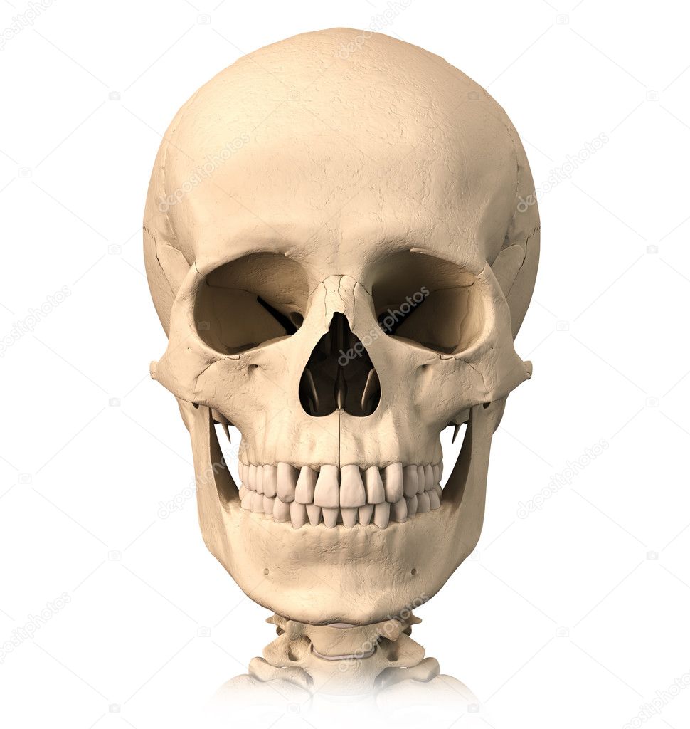 Human skull, front view.