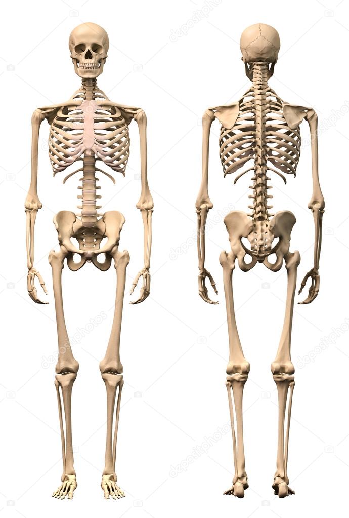 Male Human skeleton, two views, front and back.