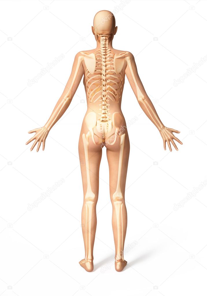 Woman body with bone skeleton superimposed, viewed from the back