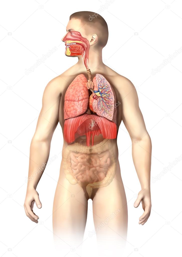 Man anatomy Respiratory system cutaway.