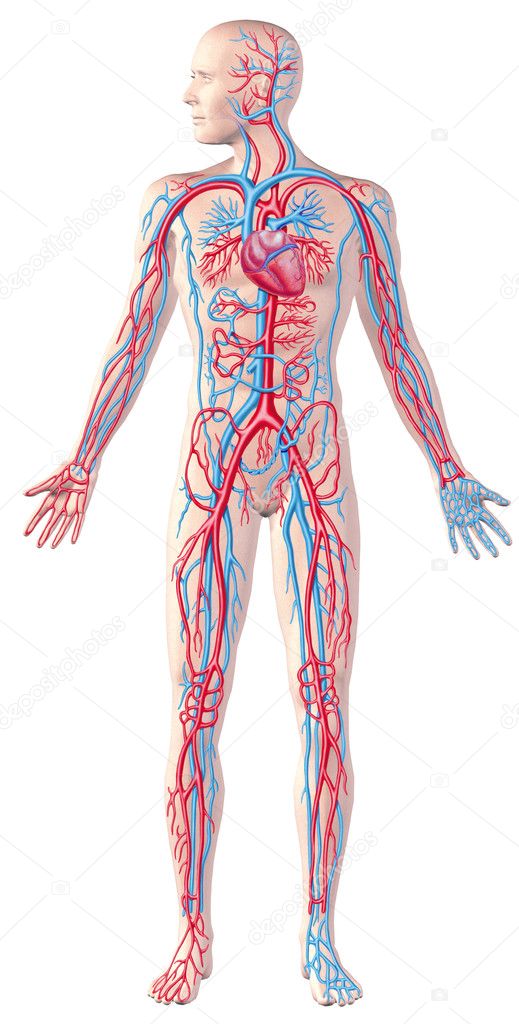 Human circulatory system, full figure, cutaway anatomy illustrat