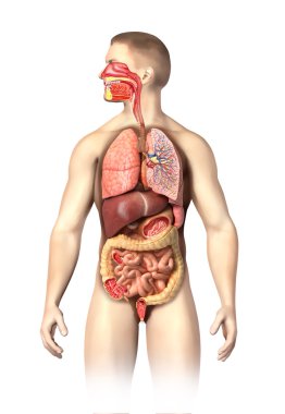 adam anatomisi tam solunum ve sindirim sistemleri kesit.