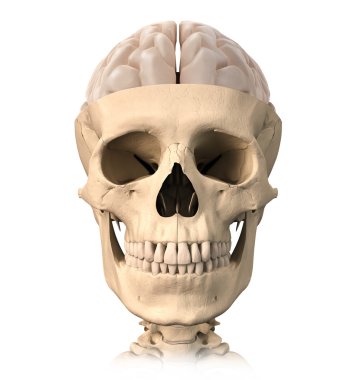 Human skull cutaway, with half brain shown on top, front view. clipart