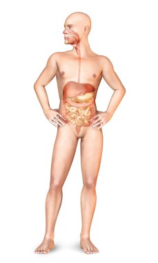 Male naked body standing, with full digestive system superimpose clipart