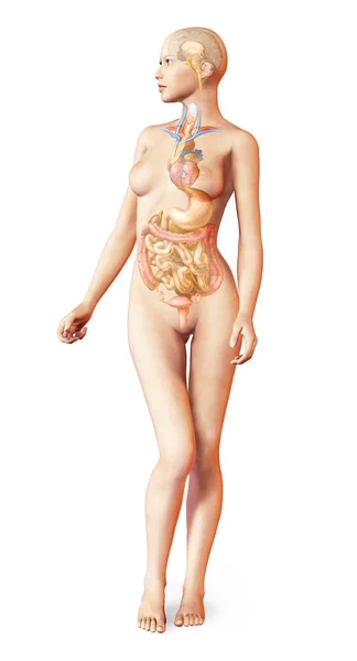 Female naked body, with full endocrine system superimposed. Anat — Stock Photo, Image